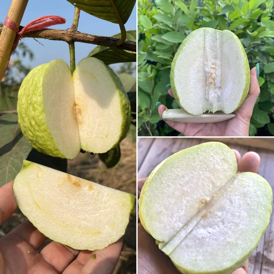 White Diamond Guava Fruit Plant