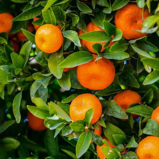 Mandarin Orange Fruit Plant