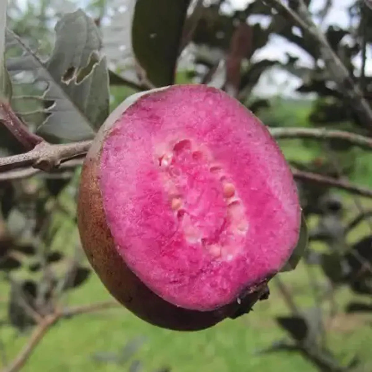 Red Guvas Malaysian Red Guava Fruit Plant – BeauFlora