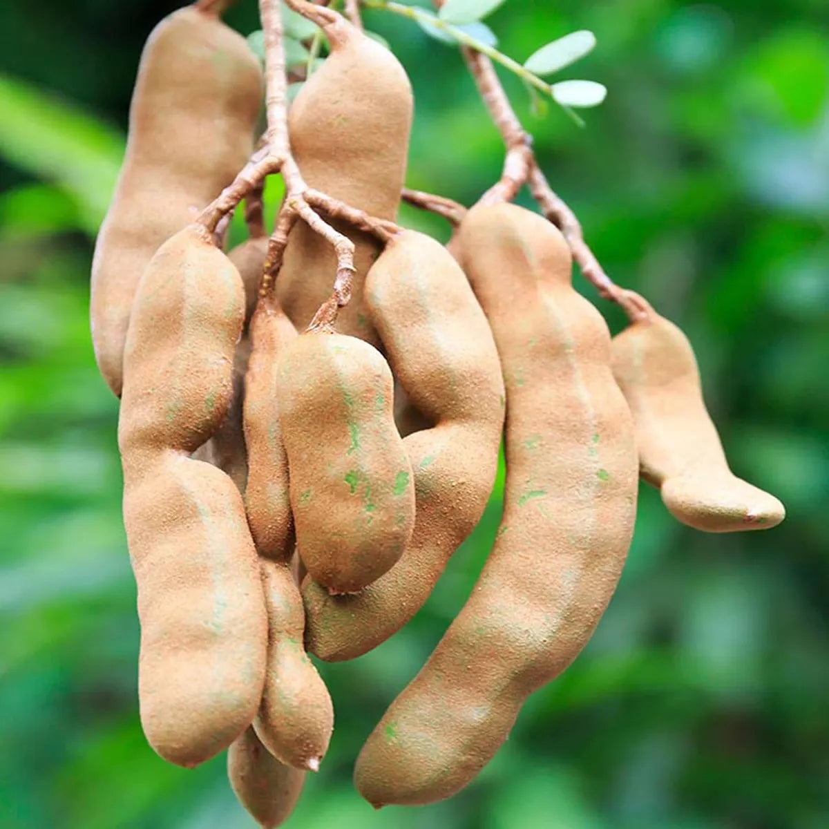 Sweet Tamarind Fruit Plant