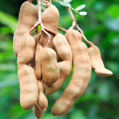 Sweet Tamarind Fruit Plant