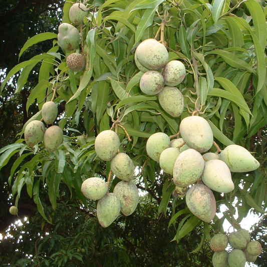 Haribhanga Mango Fruit Plant