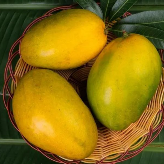 Himapasand Mango Fruit Plant
