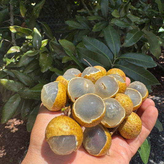 Diamond River Longan Fruit Plant