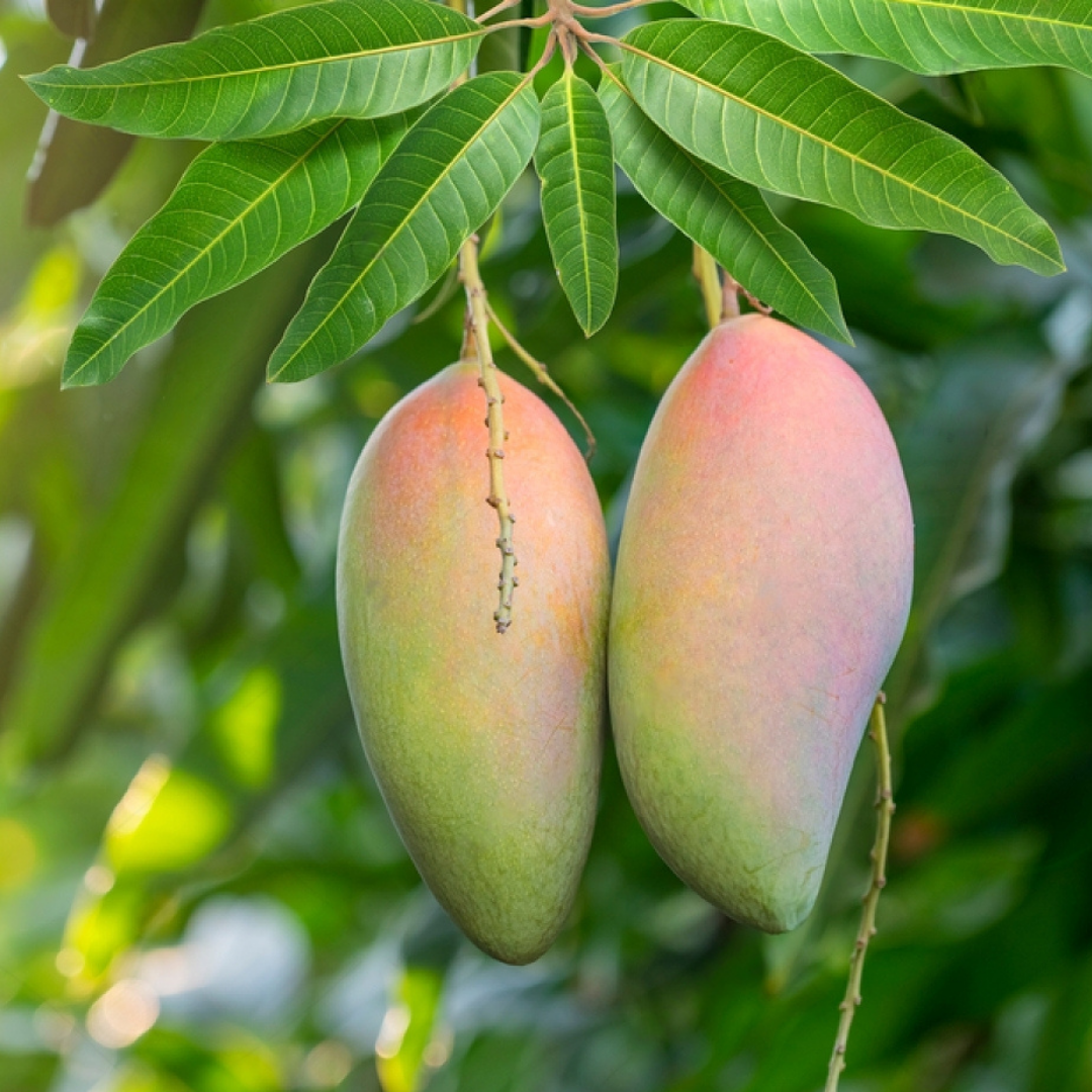 Ivory Mango Fruit Plant