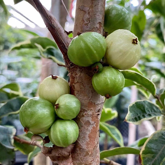 Green Crystal Jaboticaba Fruit Plant