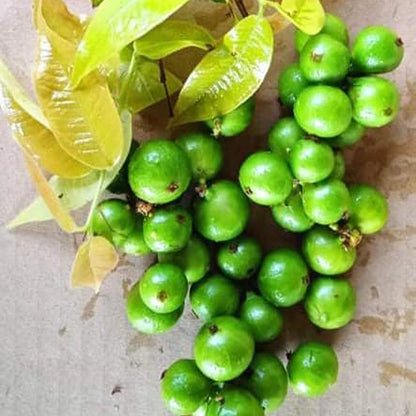 Green Crystal Jaboticaba Fruit Plant