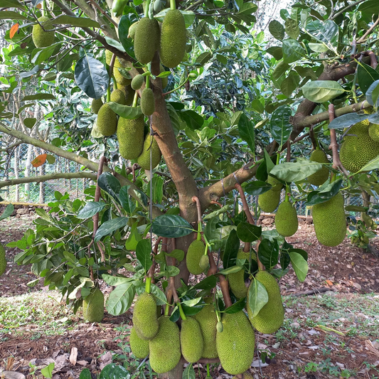Ayur Jackfruit Plant