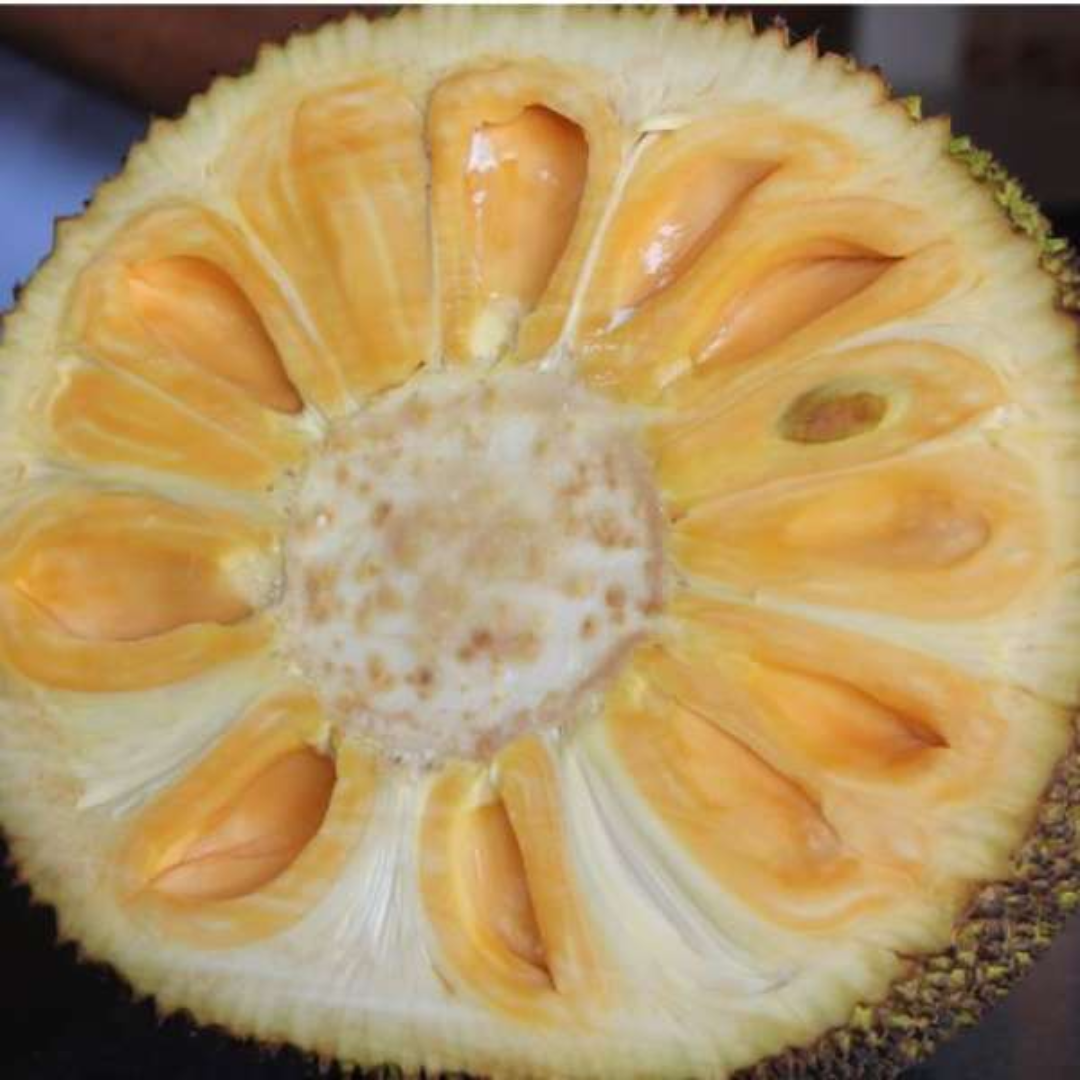 Cambodian Orange Jackfruit Plant