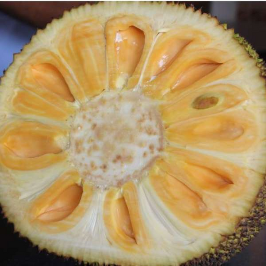 Cambodian Orange Jackfruit Plant