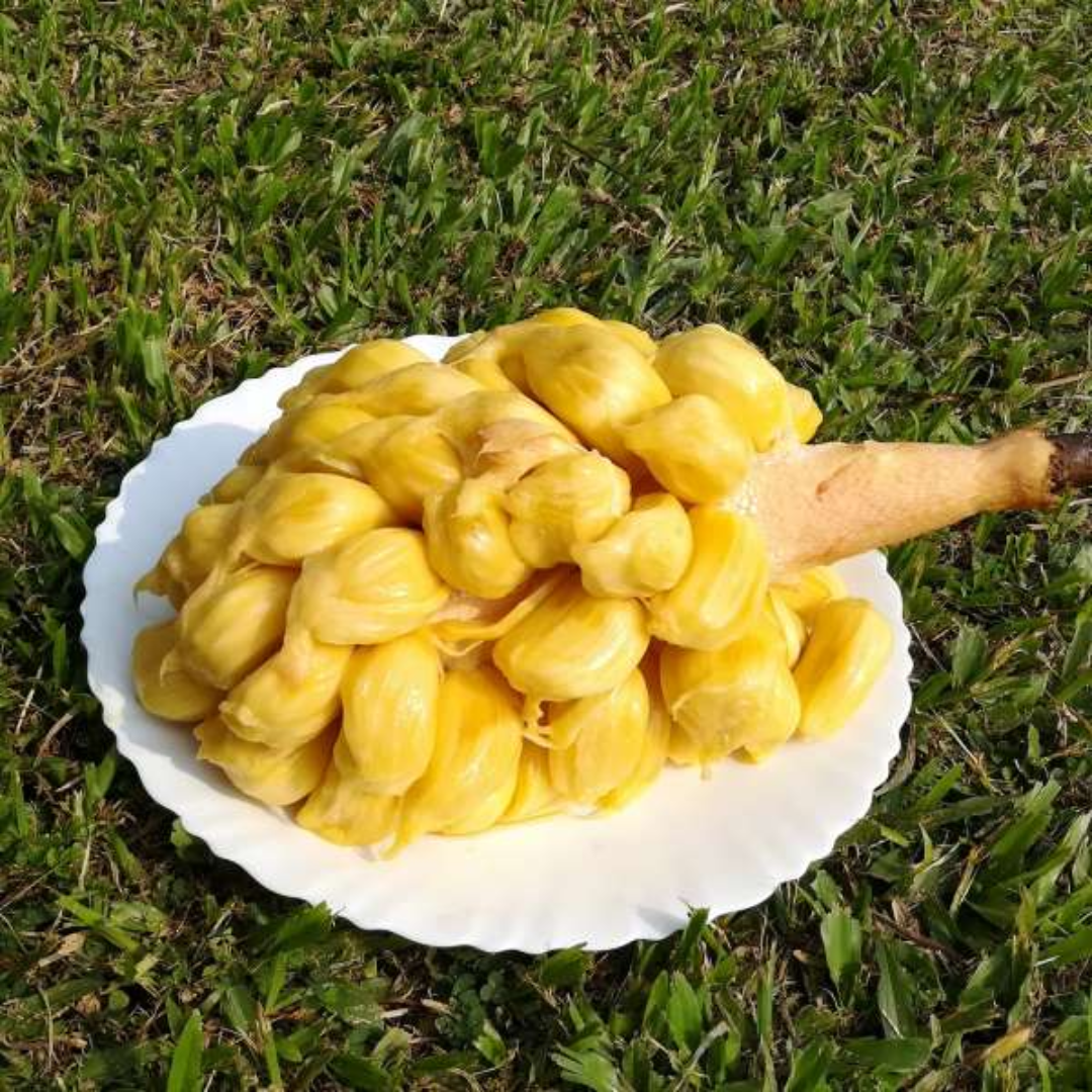 Chunkapura Soft Jackfruit Plant