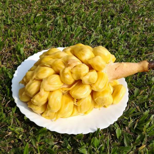 Chunkapura Soft Jackfruit Plant