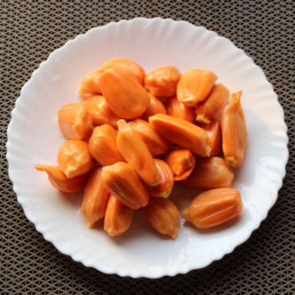 Daeng Surya Jackfruit Plant