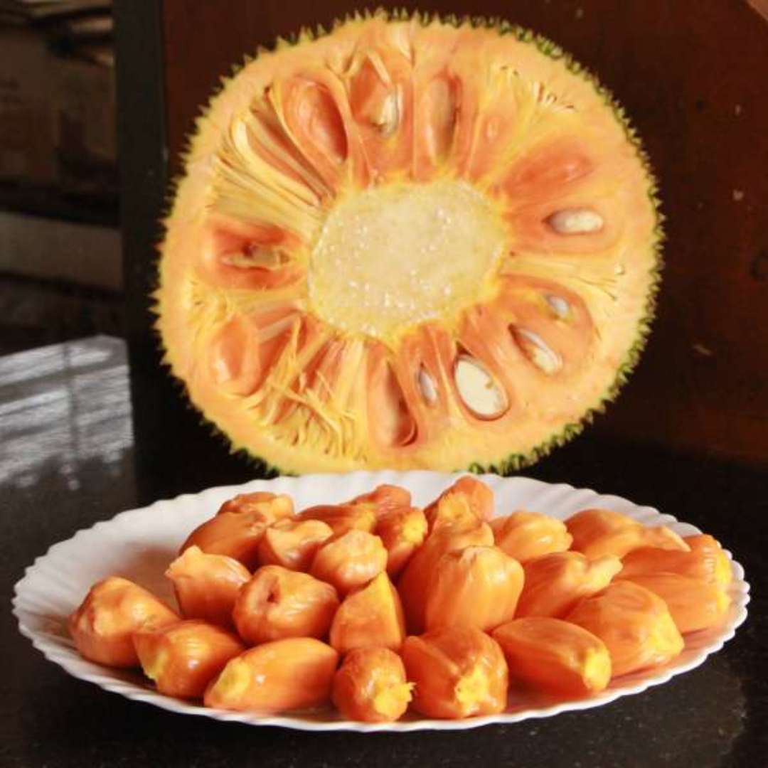 Daeng Surya Jackfruit Plant