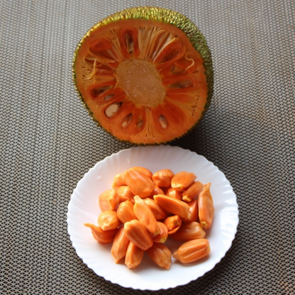 Daeng Surya Jackfruit Plant