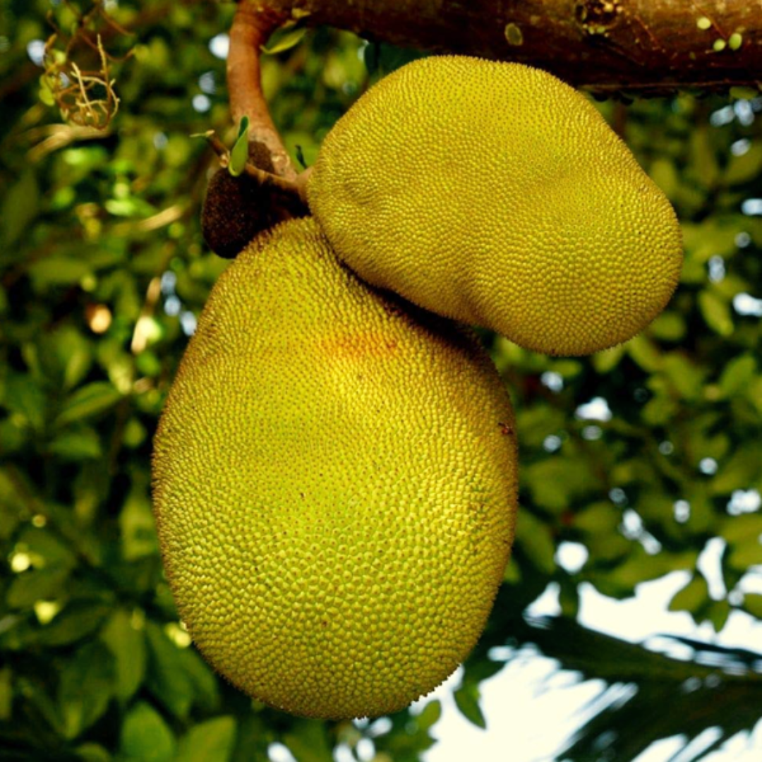 Honey Jackfruit Plant