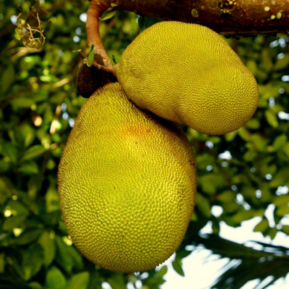 Honey Jackfruit Plant