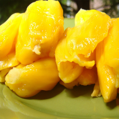 Honey Jackfruit Plant
