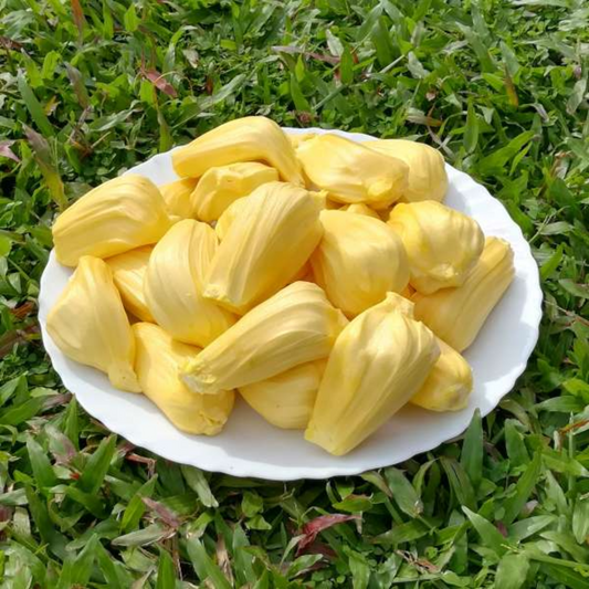 J-33 Jackfruit Plant
