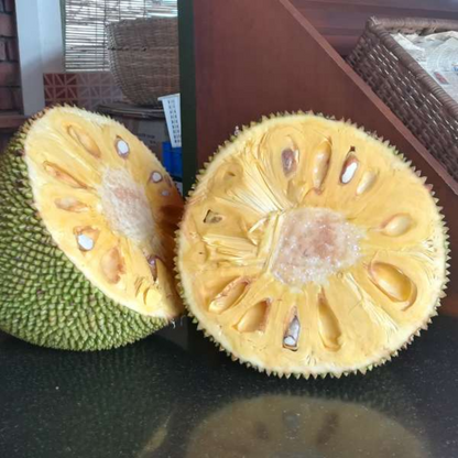 J-33 Jackfruit Plant