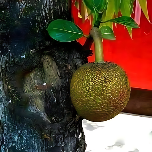 Lotus Jackfruit Plant