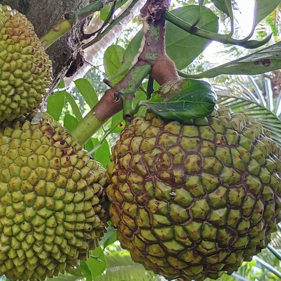 Lotus Jackfruit Plant