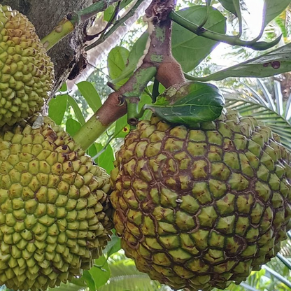 Lotus Jackfruit Plant
