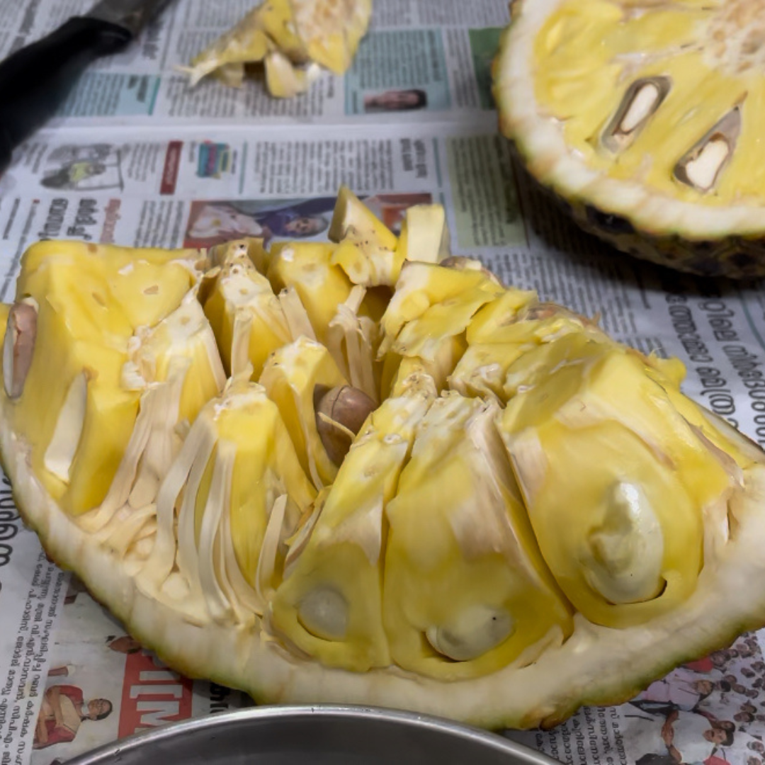 Lotus Jackfruit Plant