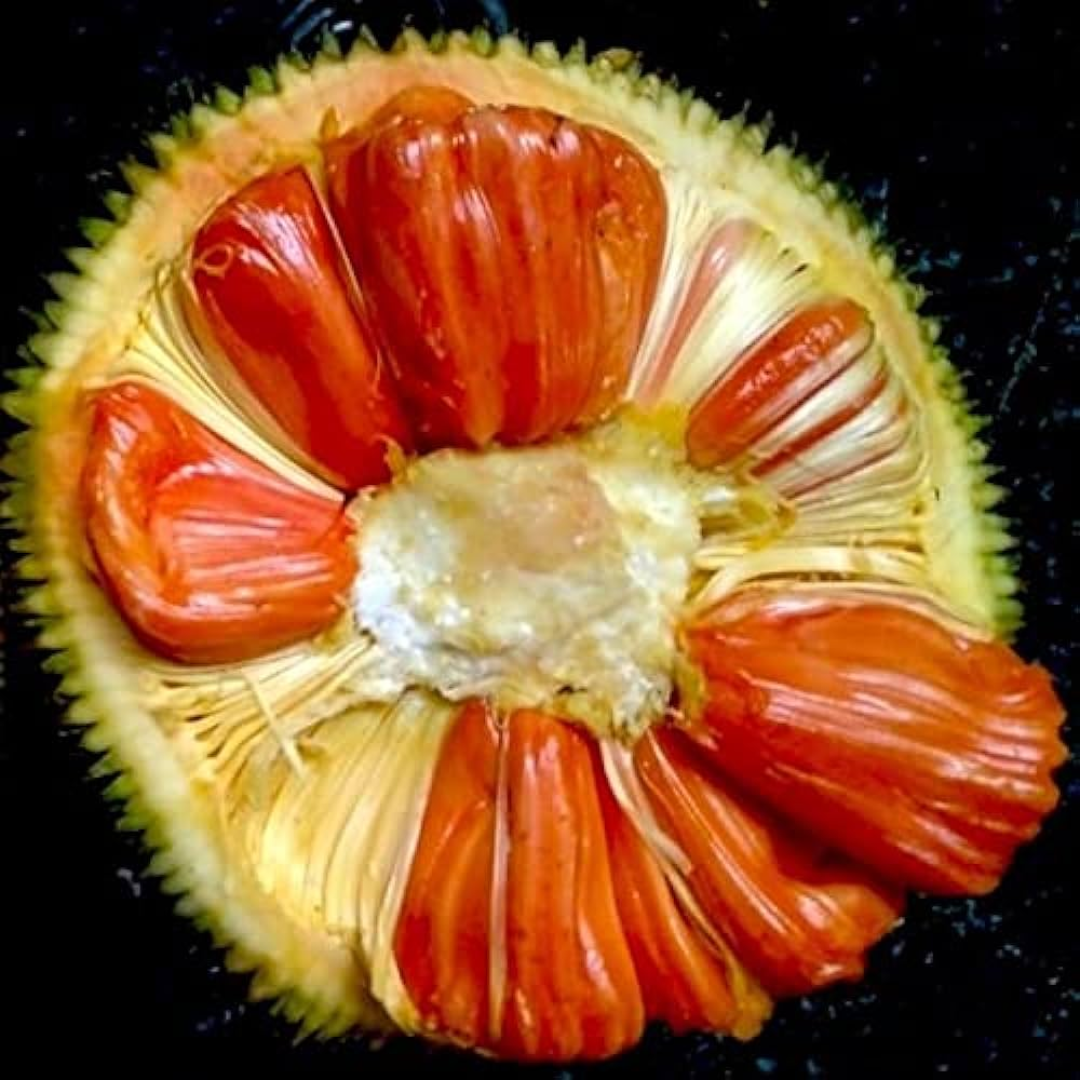 Siddhu Copper Red Jackfruit Plant
