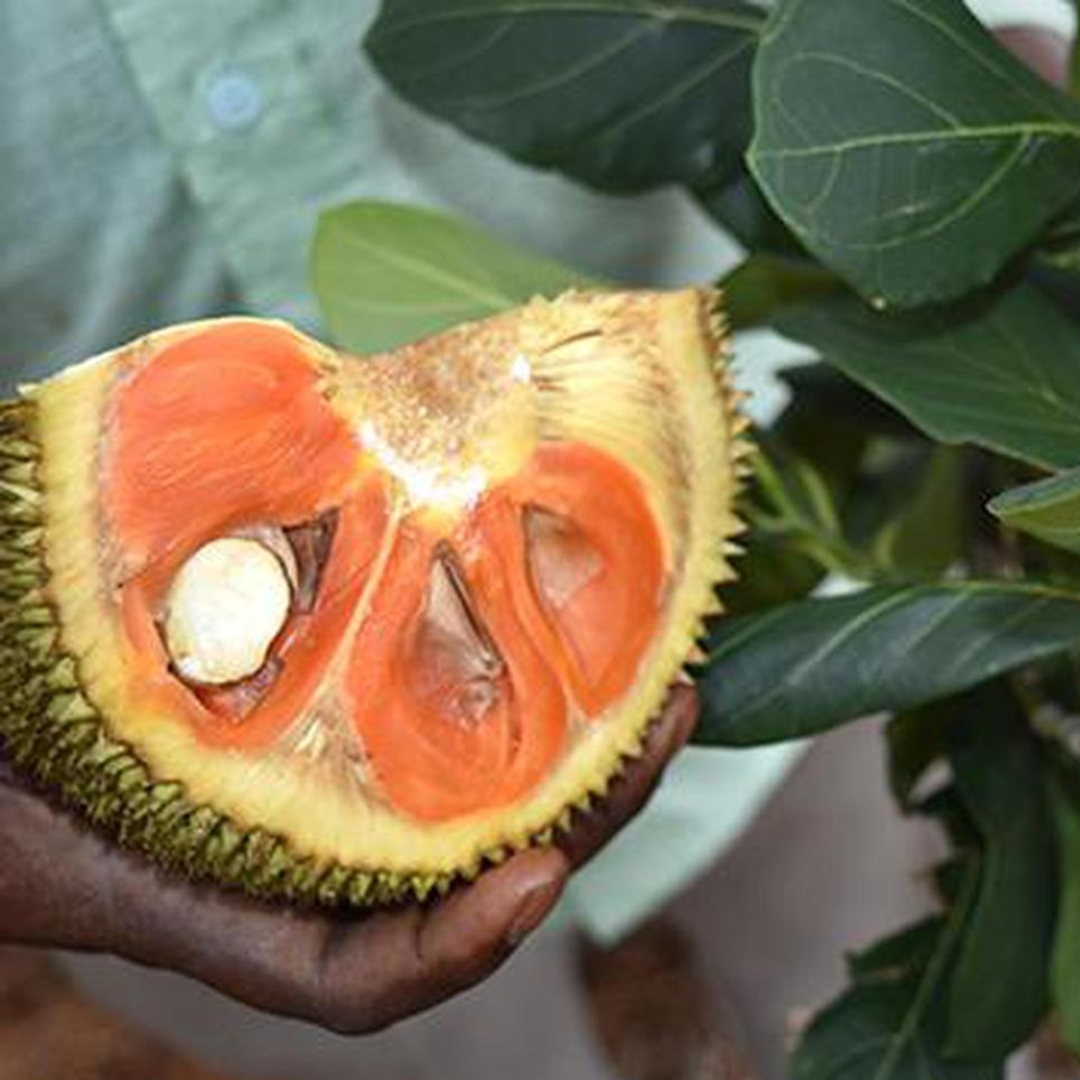 Siddhu Copper Red Jackfruit Plant