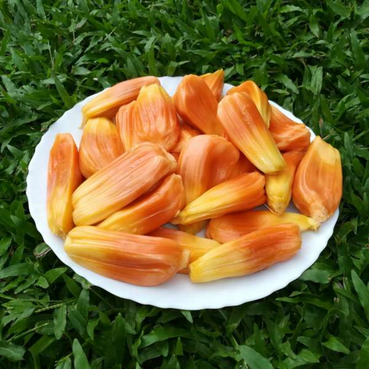 Sindhoor Jackfruit Plant