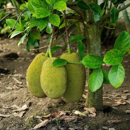 Vietnam Super Early Jackfruit Plant