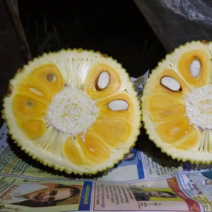 Vietnam Super Early Jackfruit Plant