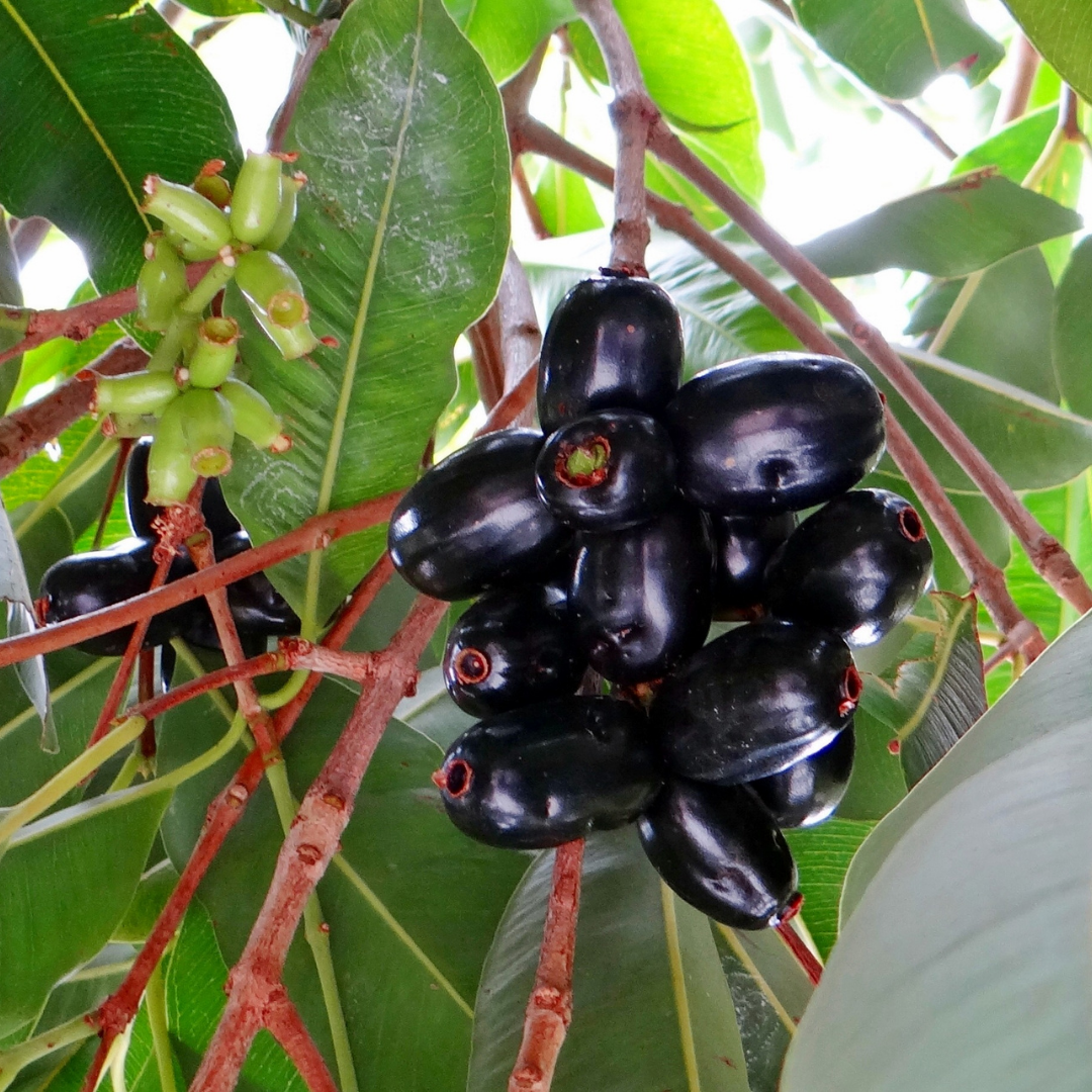 Black Jamun Fruit Plant