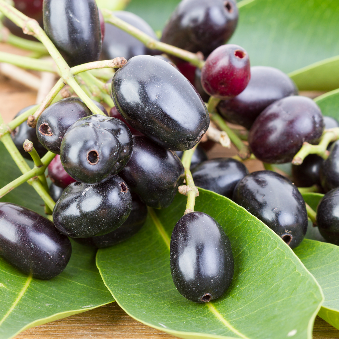 Black Jamun Fruit Plant