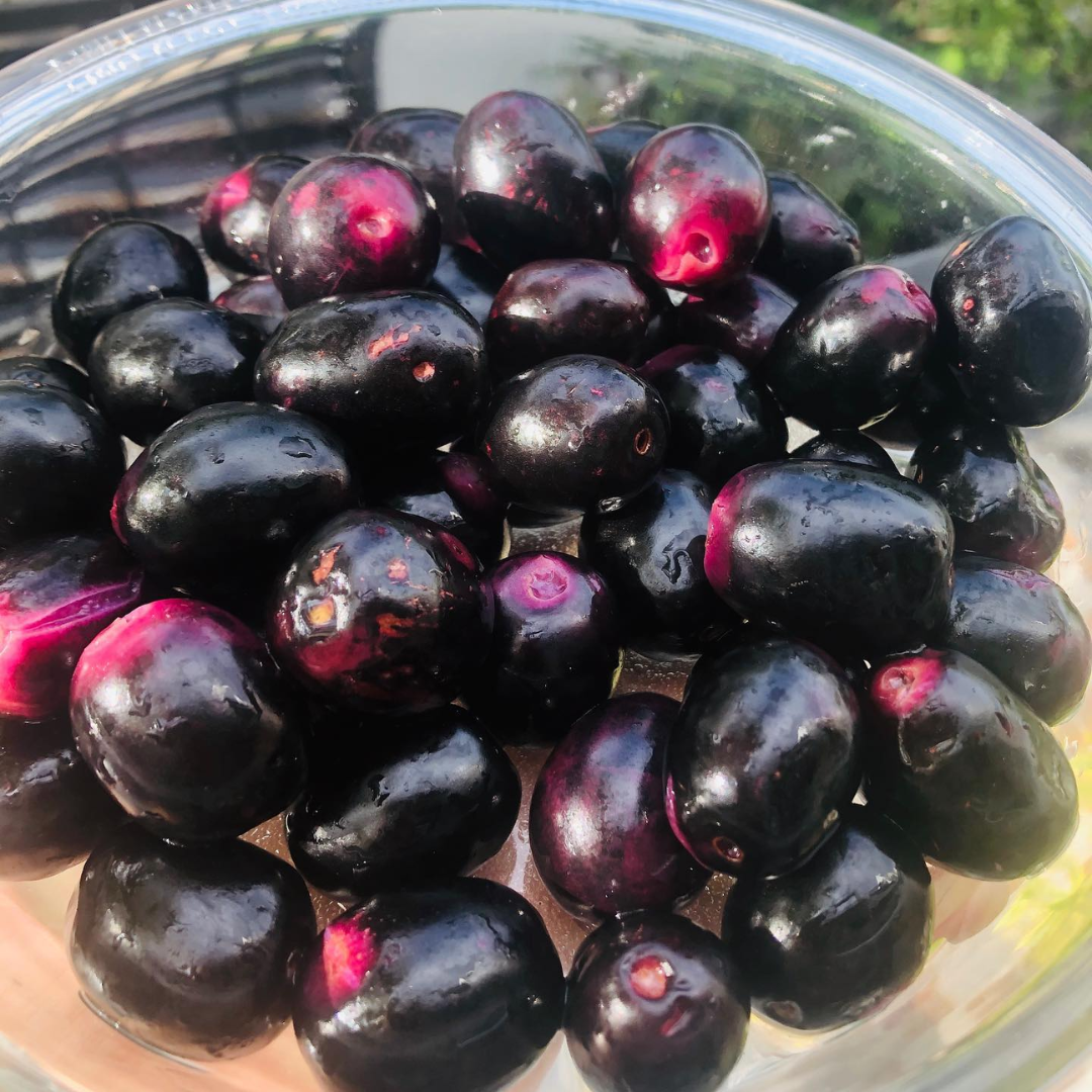 Thai KG10 Jamun Fruit Plant