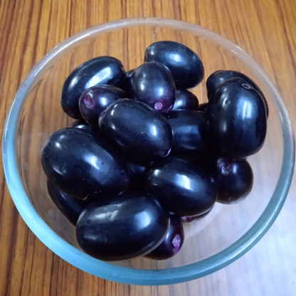 Thai KG10 Jamun Fruit Plant