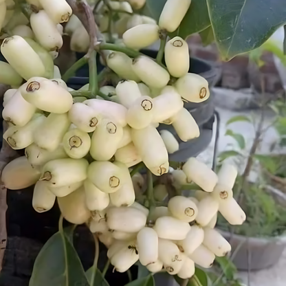 White Jamun Fruit Plant