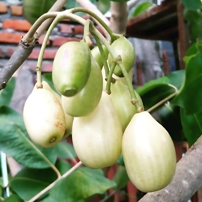 White Jamun Fruit Plant