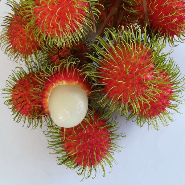 Jarum Emas Rambutan Fruit Plant