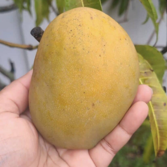 Julie Mango Fruit Plant