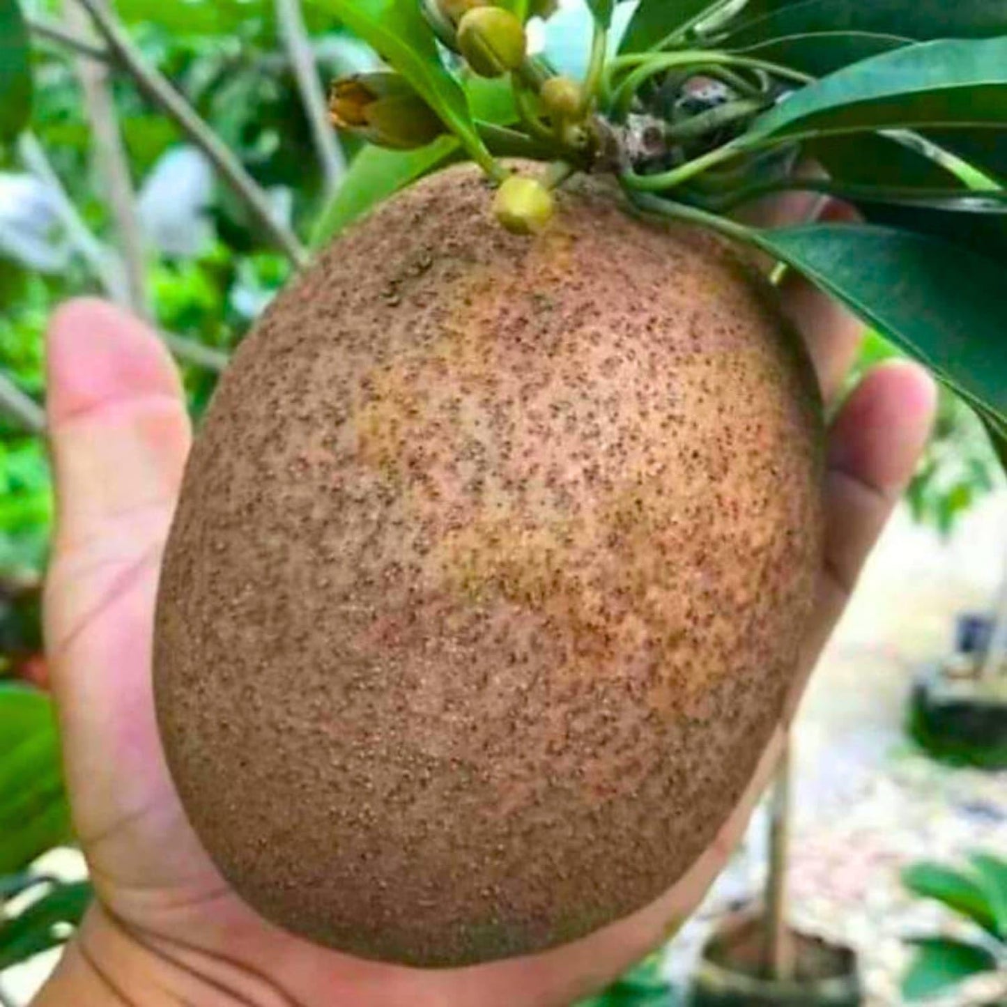 Thai Jumbo King Chiku Sapota Fruit Plant
