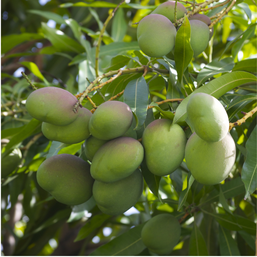 Kalluketti Mango Fruit Plant