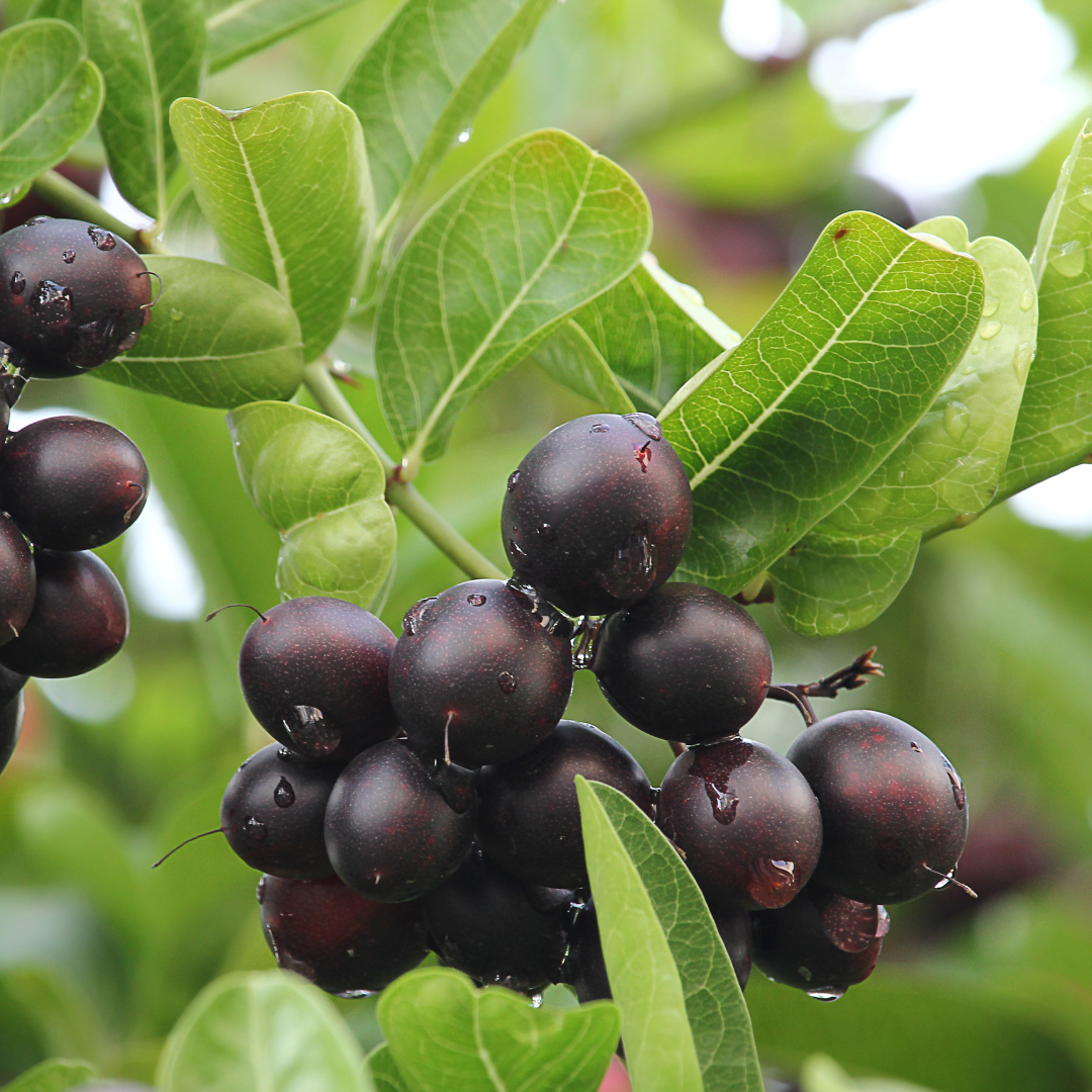 Black Karonda Cherry Fruit Plant