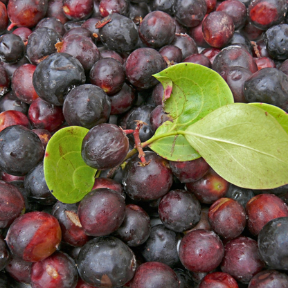Black Karonda Cherry Fruit Plant