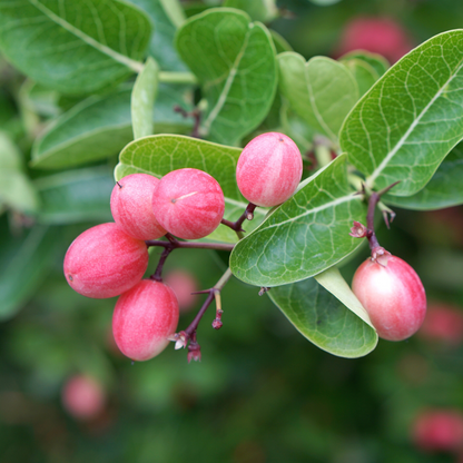 Red Karonda Cherry Fruit Plant