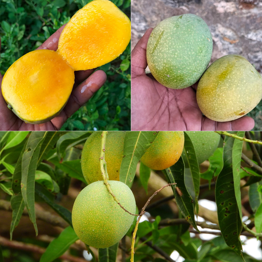 Karpooram Mango Fruit Plant