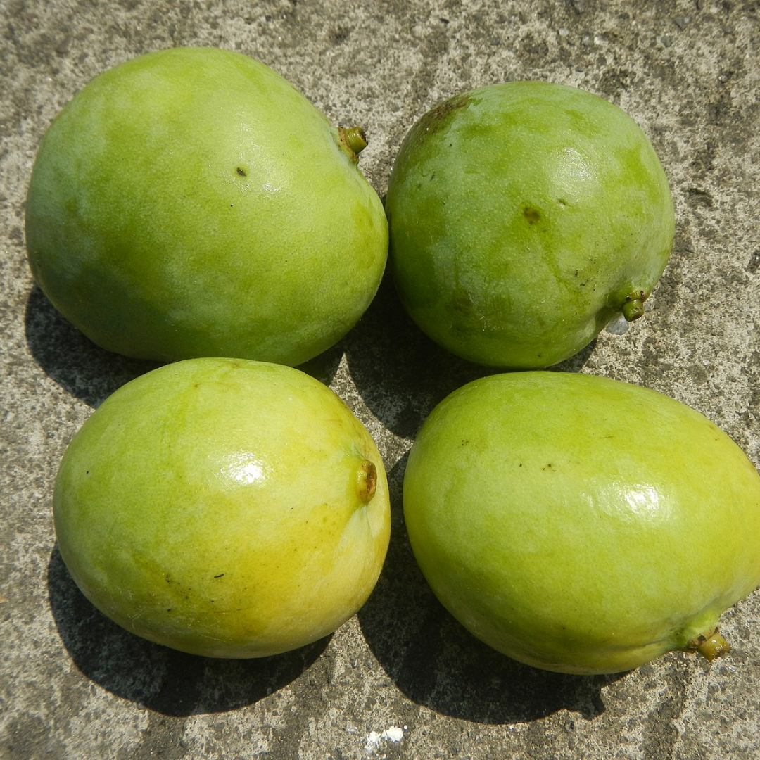 Katchamitha Mango Fruit Plant