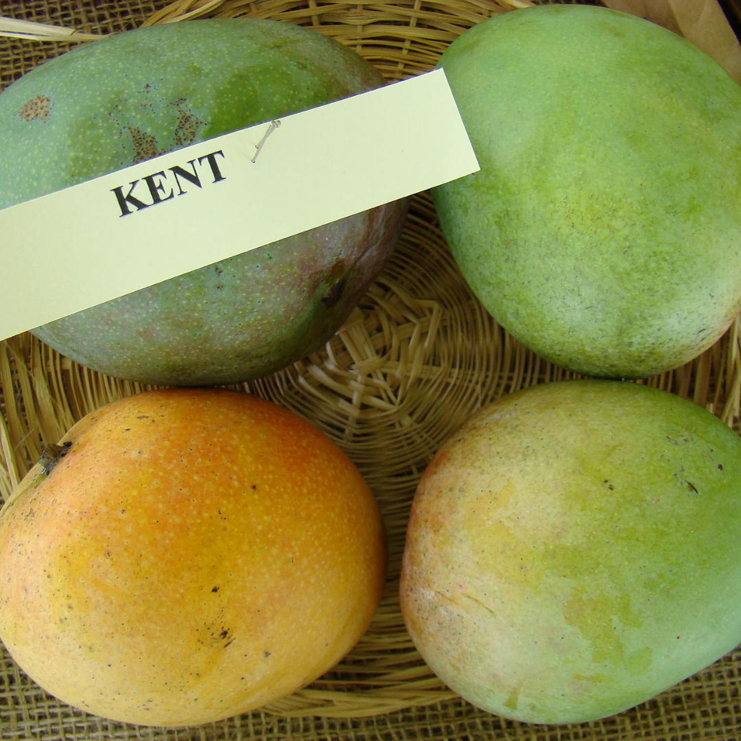 Kent Mango Fruit Plant