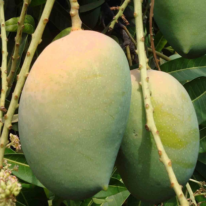 Kesar Mango Fruit Plant
